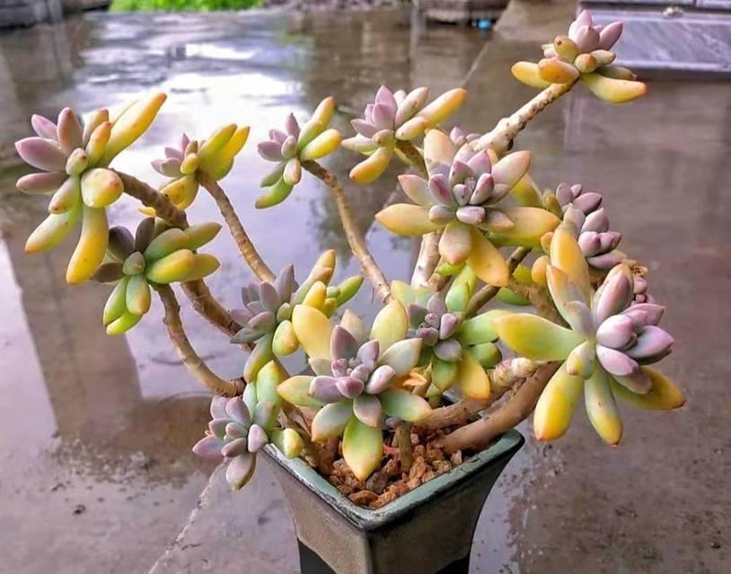 秋丽养殖需要注意什么?如何正确养殖秋丽? 秋丽养殖需要注意什么?如何正确养殖秋丽?