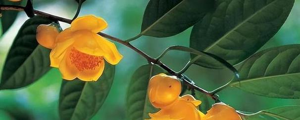 植物与责任（探索自然世界中承担责任的植物）