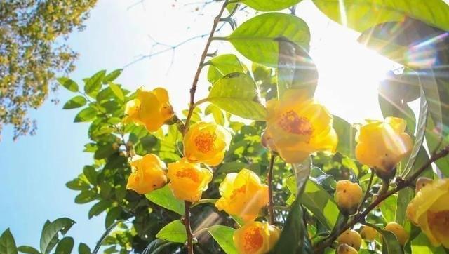 植物与责任（探索自然世界中承担责任的植物）