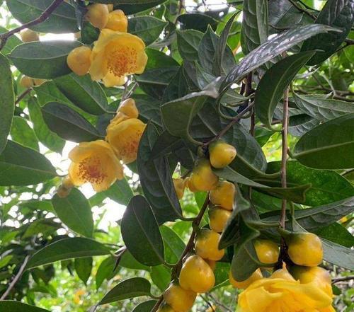 植物与责任（探索自然世界中承担责任的植物）