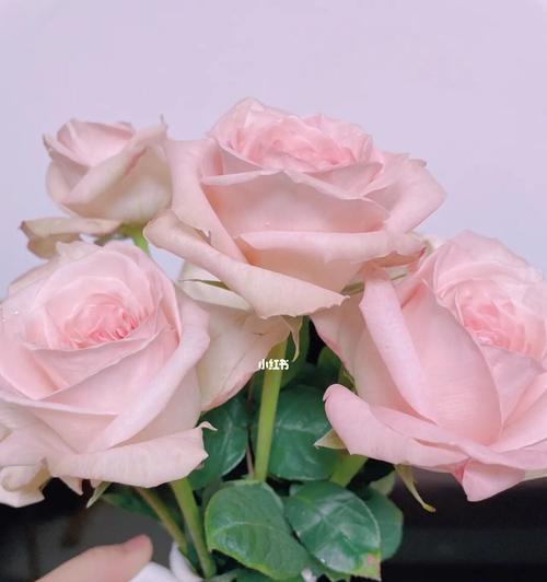 粉色玫瑰（探寻粉色玫瑰的浪漫与意义）