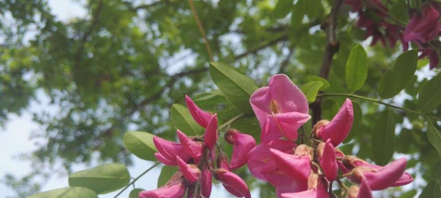 红花刺槐什么时候开花?花期持续多久?