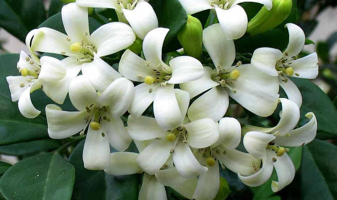 九里香（穿越时光的芬芳）