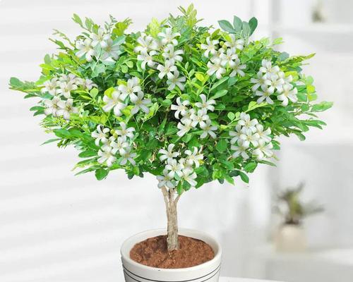 九里香（穿越时光的芬芳）