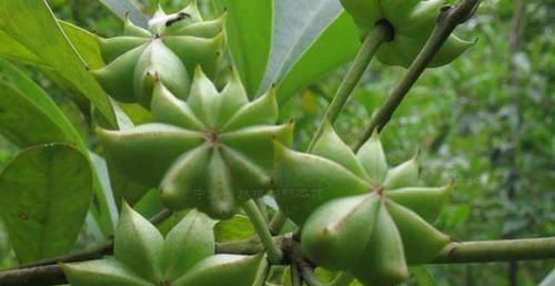八角的最佳种植季节是什么时候?春季还是秋季?