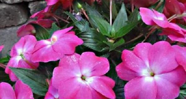 完全花植物有哪些？它们的分类和特点是什么？