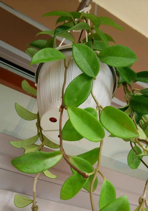 完全花植物有哪些？它们的分类和特点是什么？