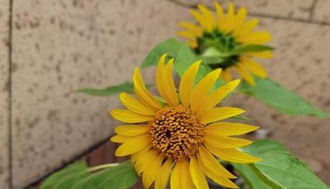 完全花植物有哪些？它们的分类和特点是什么？