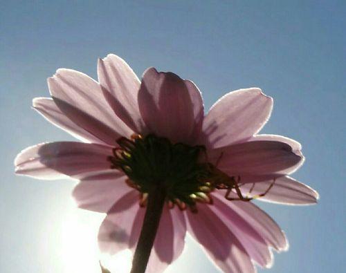 白色翠菊（解读白色翠菊的花语与美丽之源）