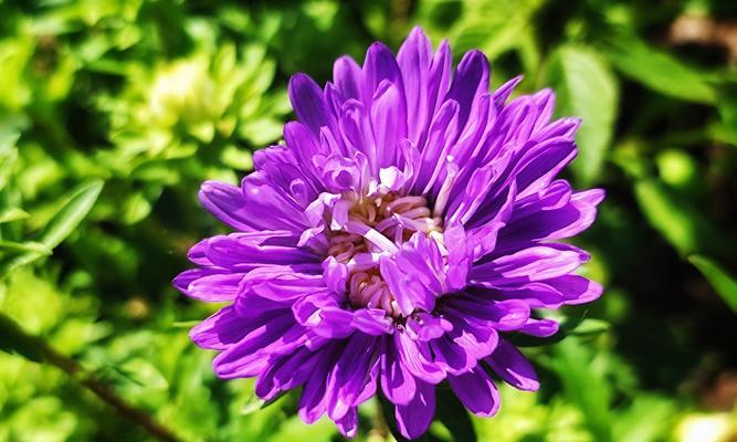 白色翠菊（解读白色翠菊的花语与美丽之源）