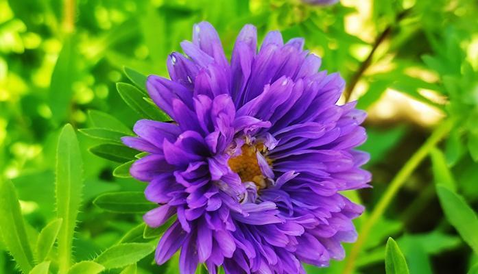 白色翠菊（解读白色翠菊的花语与美丽之源）