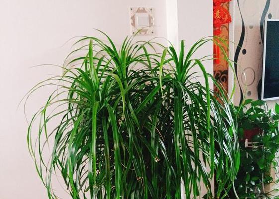 龙须树的风水作用与寓意（探究龙须树在风水中的重要角色和象征意义）