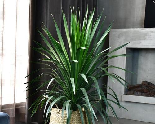 龙须树的风水作用与寓意（探究龙须树在风水中的重要角色和象征意义）