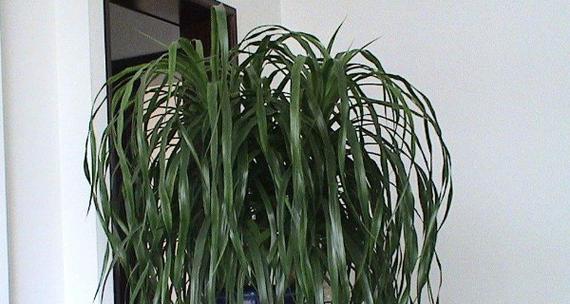 龙须树的风水作用与寓意（探究龙须树在风水中的重要角色和象征意义）