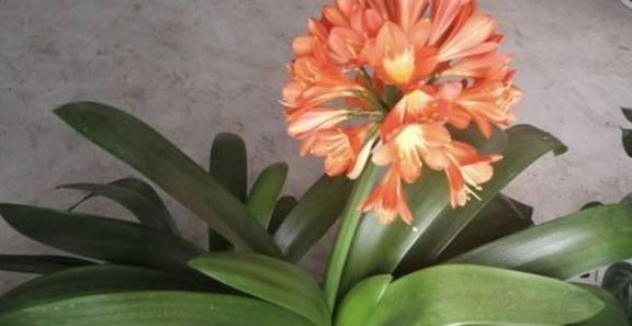 君子兰长花苞的最佳时机是什么时候？