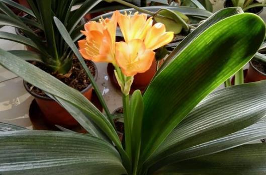 君子兰长花苞的最佳时机是什么时候？