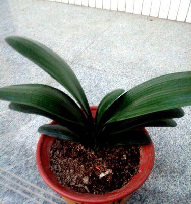 君子兰长花苞的最佳时机是什么时候？