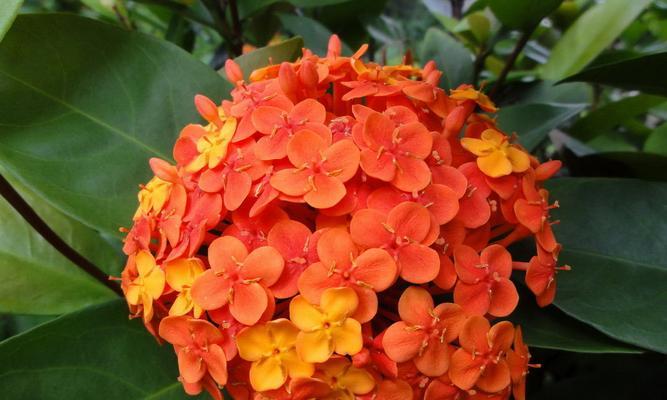 小叶龙船花的花语与寓意（探索小叶龙船花的神秘世界）