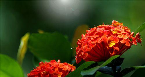 小叶龙船花的花语与寓意（探索小叶龙船花的神秘世界）