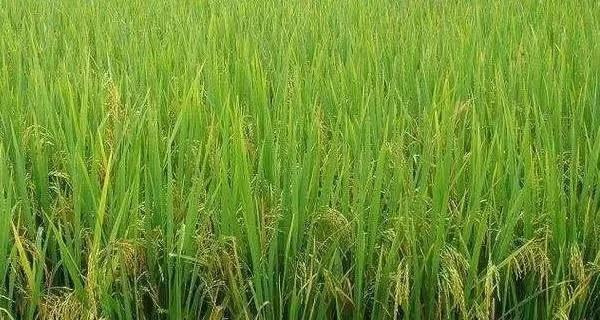 水稻生长温度是多少度？如何确保适宜的温度条件？