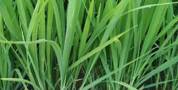 水稻生长温度是多少度？如何确保适宜的温度条件？