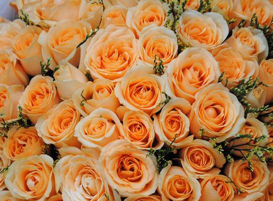 香槟玫瑰（传达爱与感激的美丽花语）