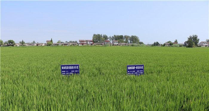 水稻生长温度是多少度？如何确保适宜的温度条件？