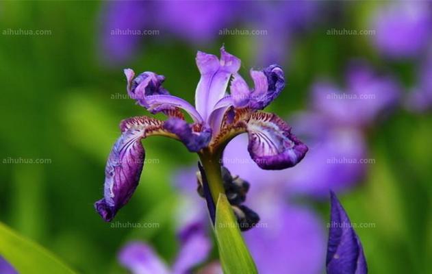 鸢尾草的寓意（用鸢尾草诉说内心的情感和渴望）