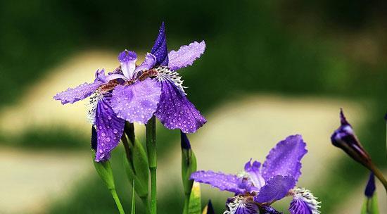 鸢尾草的寓意（用鸢尾草诉说内心的情感和渴望）