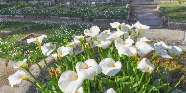 鸢尾草的寓意（用鸢尾草诉说内心的情感和渴望）