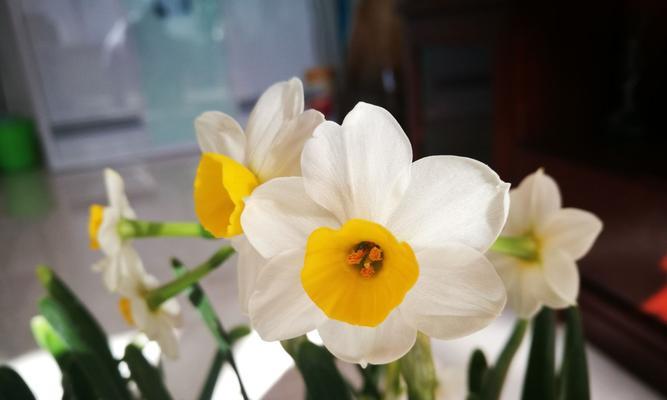 水仙恋(花香四溢的爱之故事) 水仙恋(花香四溢的爱之故事)