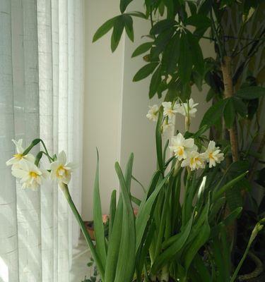 水仙恋(花香四溢的爱之故事) 水仙恋(花香四溢的爱之故事)