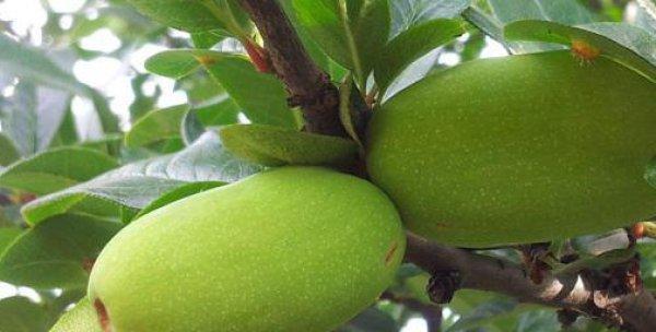 木瓜耐寒多少度？如何在低温环境中种植木瓜？