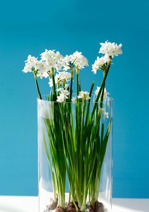 水仙恋(花香四溢的爱之故事) 水仙恋(花香四溢的爱之故事)