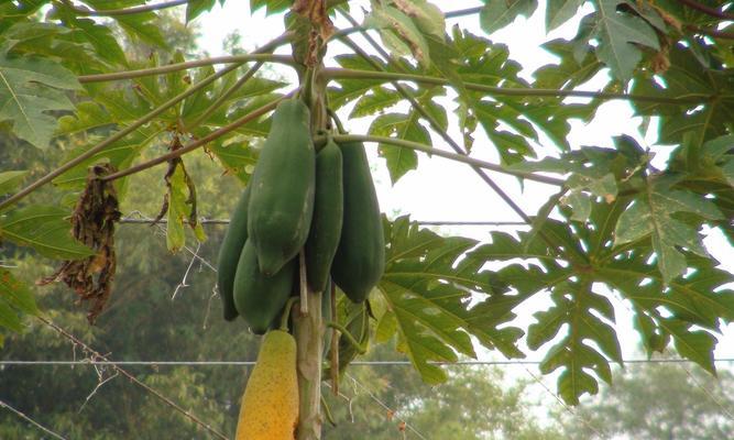 木瓜耐寒多少度?如何在低温环境中种植木瓜? 木瓜耐寒多少度?如何在低温环境中种植木瓜?