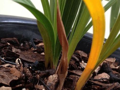 兰花新叶子发黄怎么办？如何正确处理兰花叶子问题？