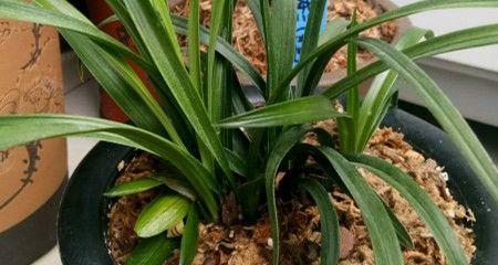 兰花新叶子发黄怎么办？如何正确处理兰花叶子问题？