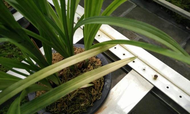 兰花新叶子发黄怎么办？如何正确处理兰花叶子问题？