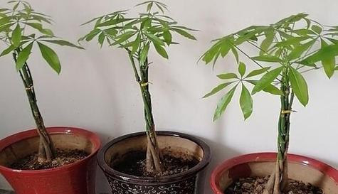 发财树怎么种？栽种过程中需要注意哪些事项？