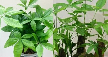 发财树怎么种?栽种过程中需要注意哪些事项? 发财树怎么种?栽种过程中需要注意哪些事项?