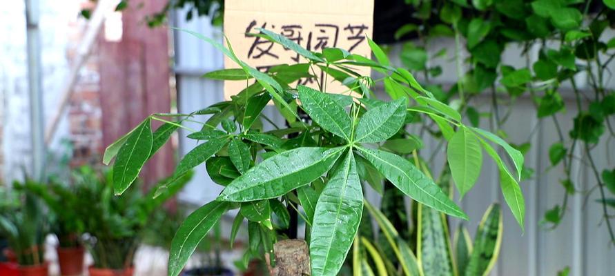 发财树怎么种?栽种过程中需要注意哪些事项? 发财树怎么种?栽种过程中需要注意哪些事项?