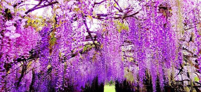 紫藤花的寓意和象征(探索紫藤花的美丽与深意) 紫藤花的寓意和象征(探索紫藤花的美丽与深意)
