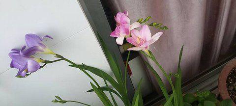 小苍兰什么时候种植最好？种植方法有哪些常见问题？