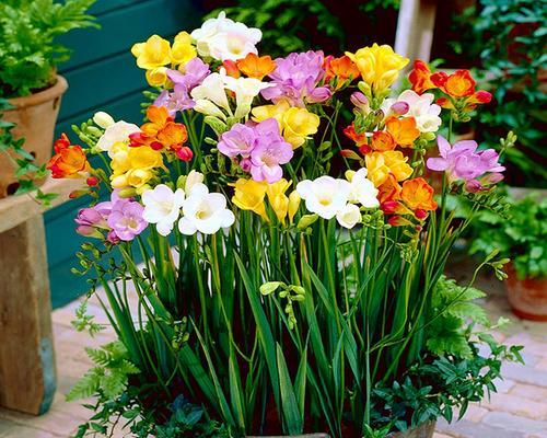 小苍兰什么时候种植最好？种植方法有哪些常见问题？