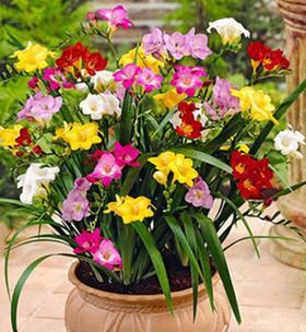 小苍兰什么时候种植最好？种植方法有哪些常见问题？