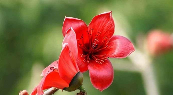 木棉花的花语与意义（探索木棉花背后的神秘象征）