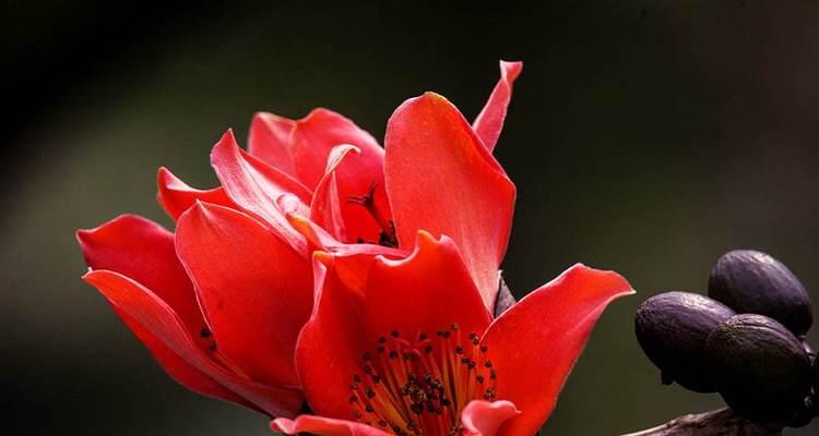 木棉花的花语与意义（探索木棉花背后的神秘象征）