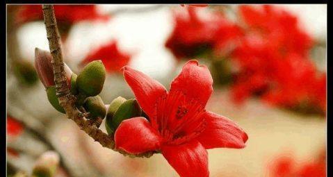 木棉花的花语与意义（探索木棉花背后的神秘象征）