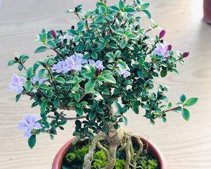 六月雪会开花吗？如何正确养护以促进开花？