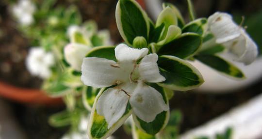 六月雪会开花吗？如何正确养护以促进开花？